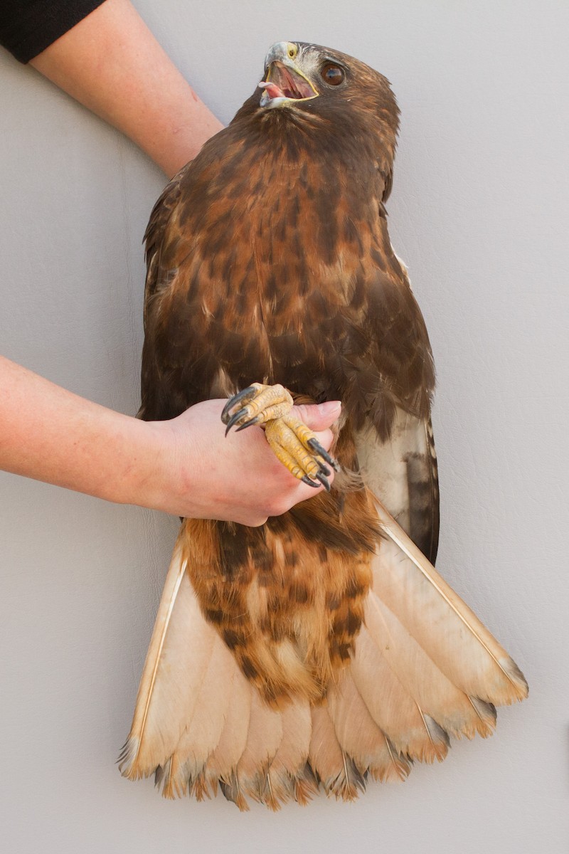Red-tailed Hawk (calurus/abieticola) - Bryce Robinson