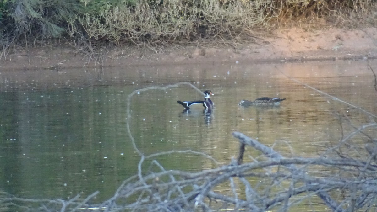 Wood Duck - ML537682201