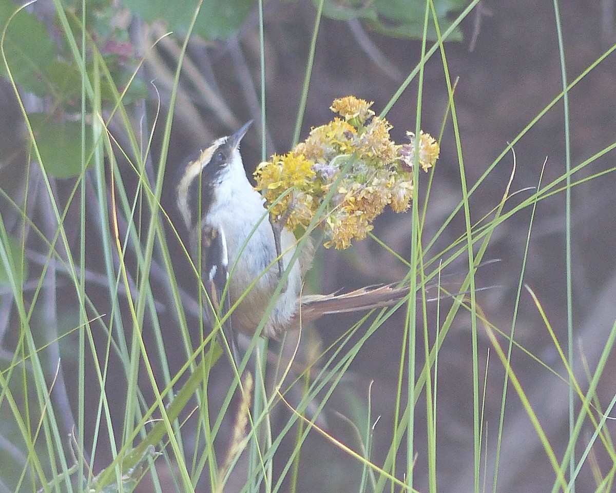 Thorn-tailed Rayadito - Carlos Schmidtutz