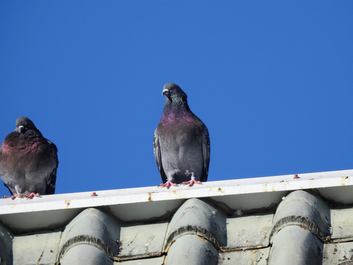 Rock Pigeon (Feral Pigeon) - ML537685041