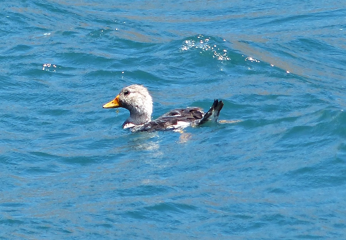 Flying Steamer-Duck - Carlos Schmidtutz