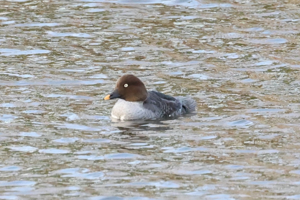 Common Goldeneye - ML537685831