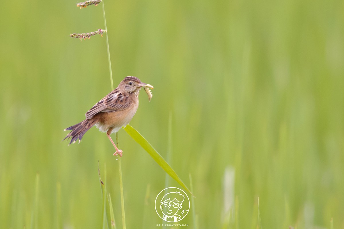 Zitting Cisticola (Double Zitting) - ML537685871