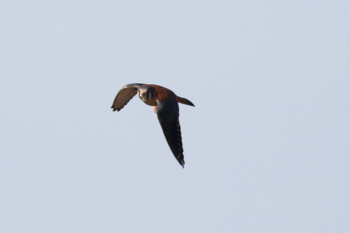 American Kestrel - Richard Stanton