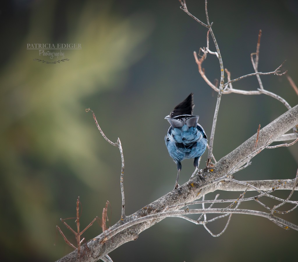 Steller's Jay - ML537686941