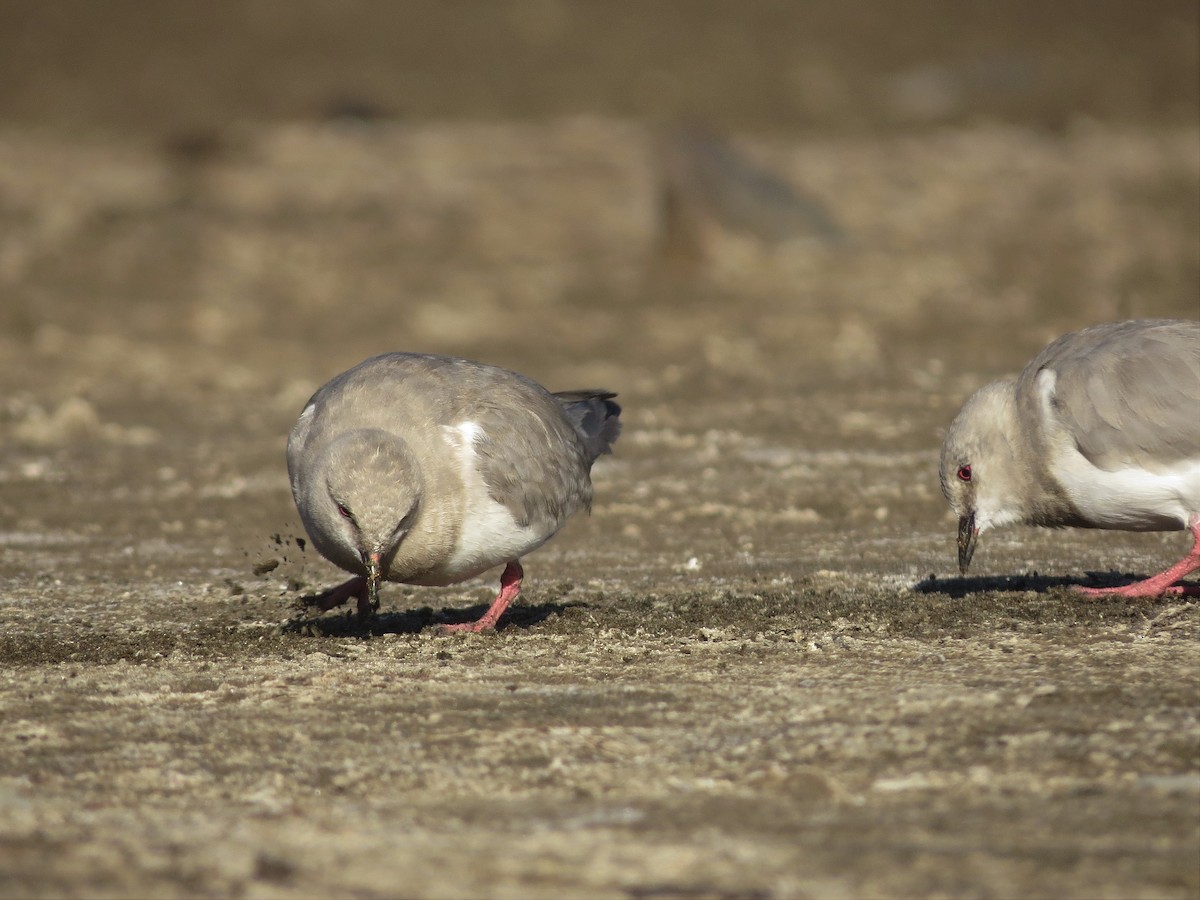 Magellanic Plover - Germán Gil