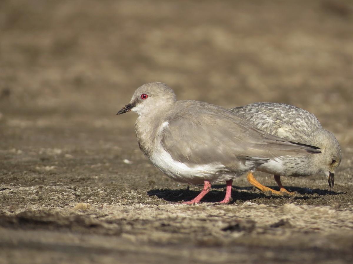 Magellanic Plover - Germán Gil