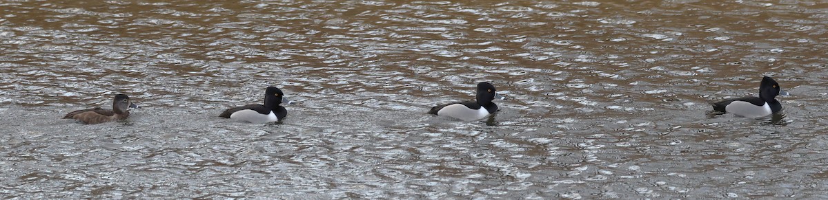 Ring-necked Duck - ML537687051