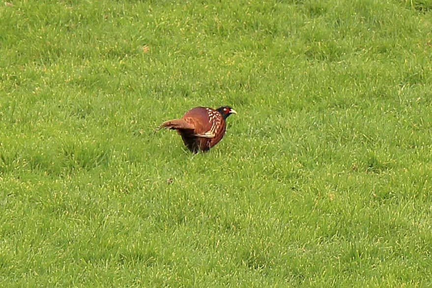 Ring-necked Pheasant - Mark Miller