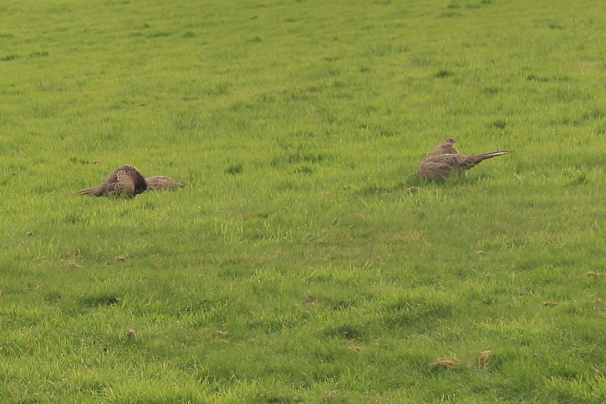 Ring-necked Pheasant - ML537687361