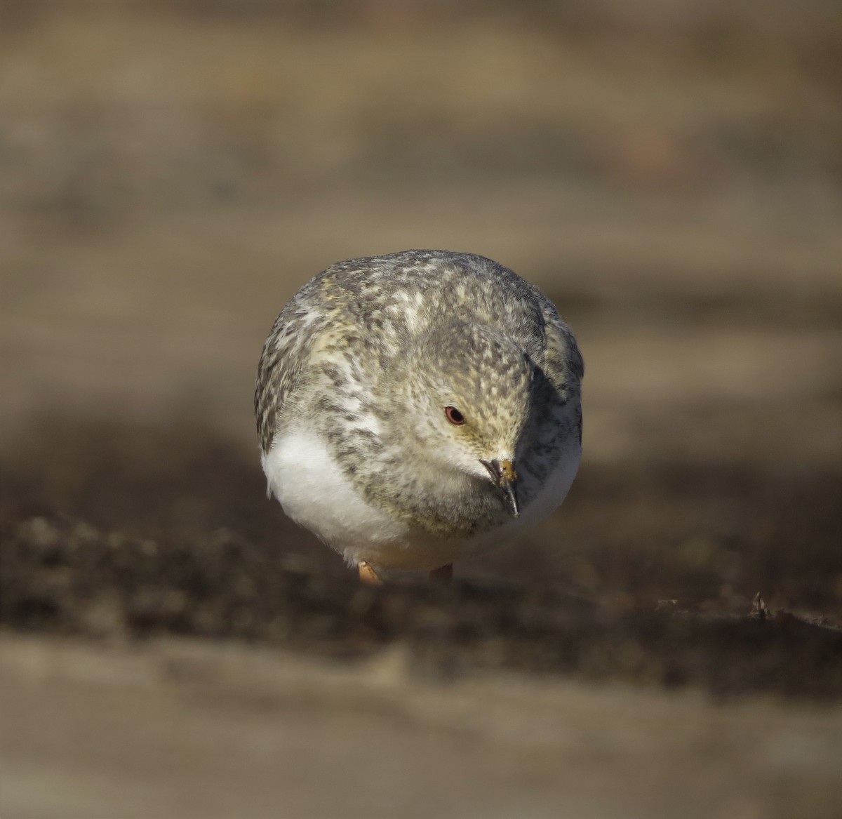 Magellanic Plover - Germán Gil