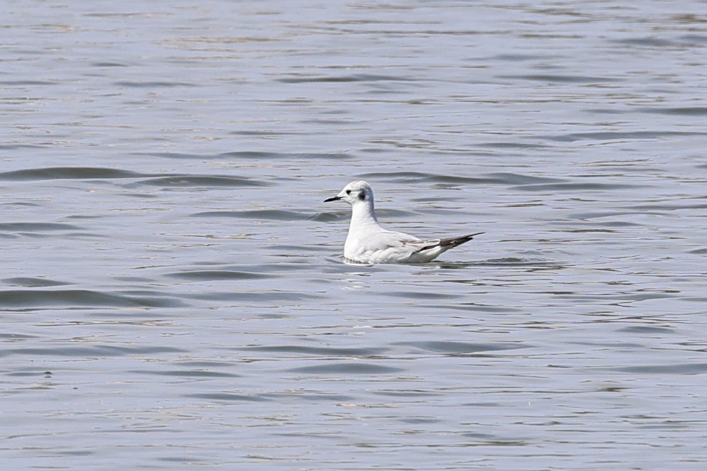 Bonaparte's Gull - Darcy Pinotti