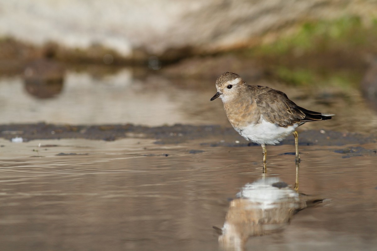 Rufous-chested Dotterel - Miles Brengle