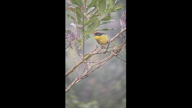 Yellow-breasted Brushfinch - ML537690391