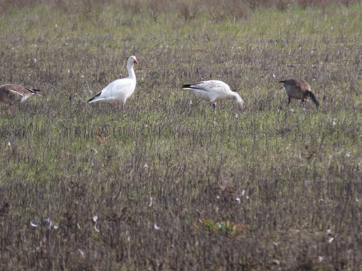 Snow Goose - ML537691881