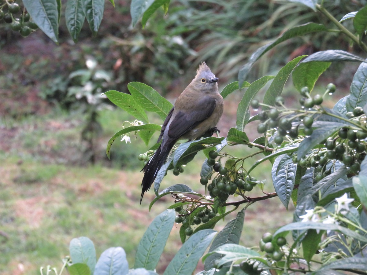 Long-tailed Silky-flycatcher - ML537692231