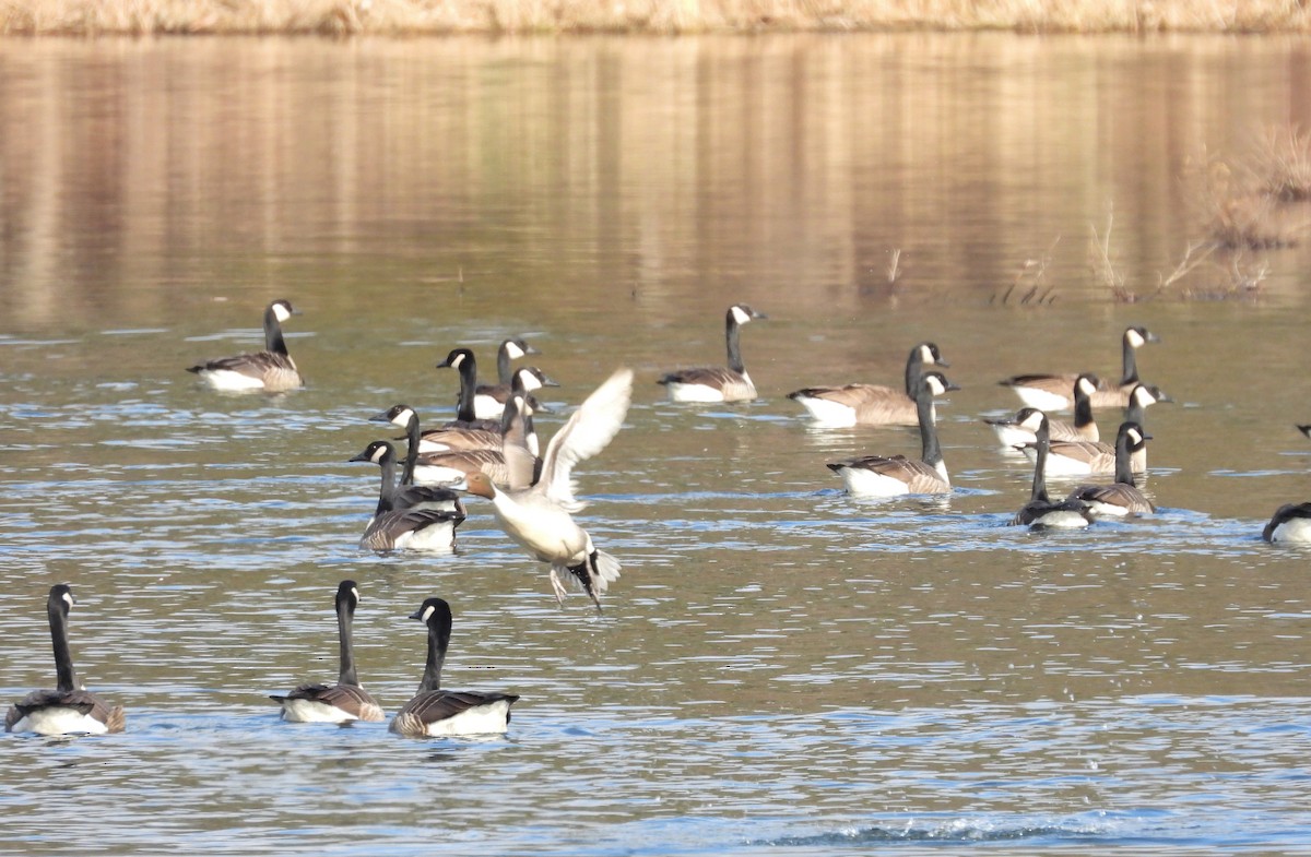 Canada Goose - ML537692321