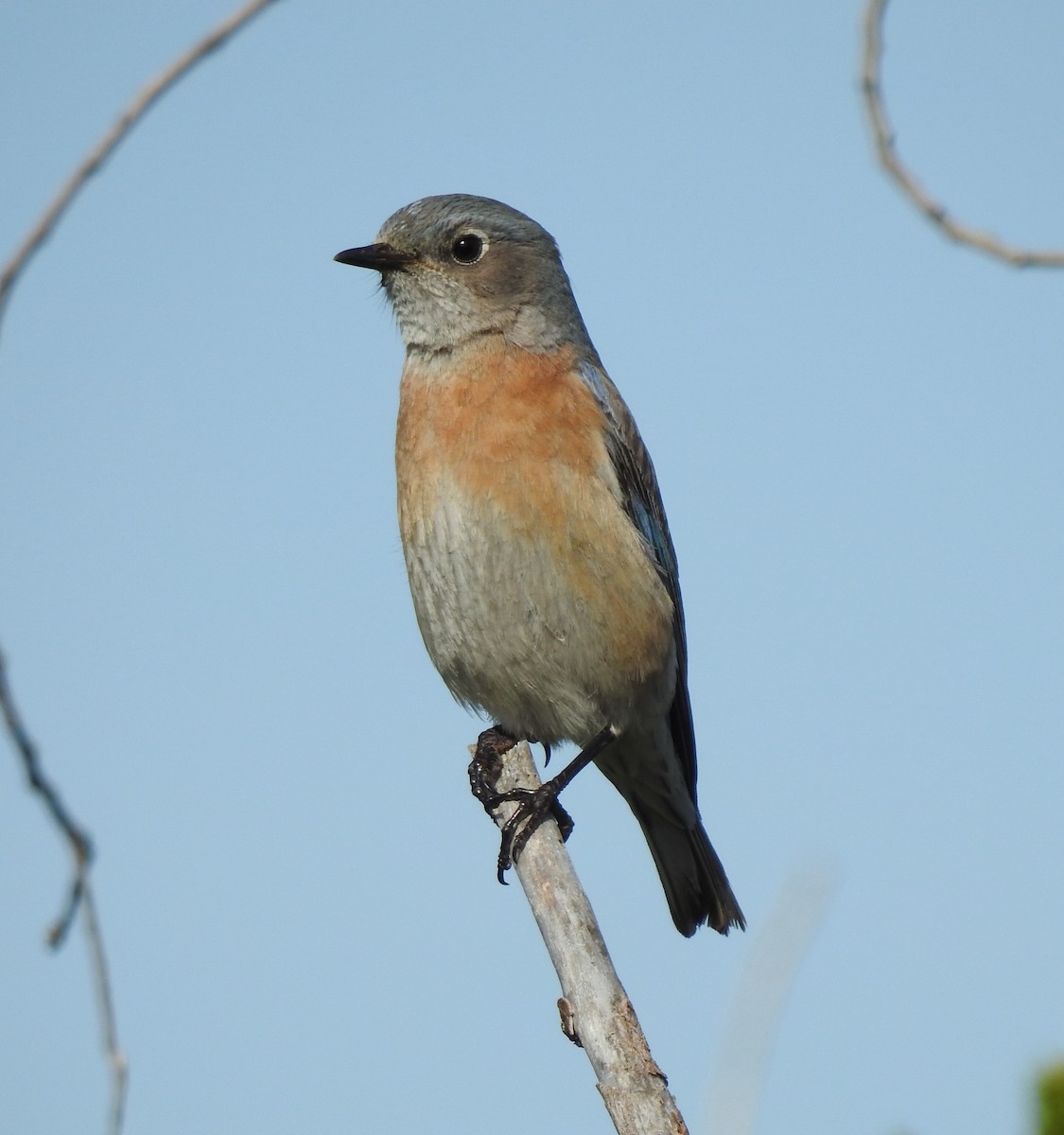 Western Bluebird - ML537693301