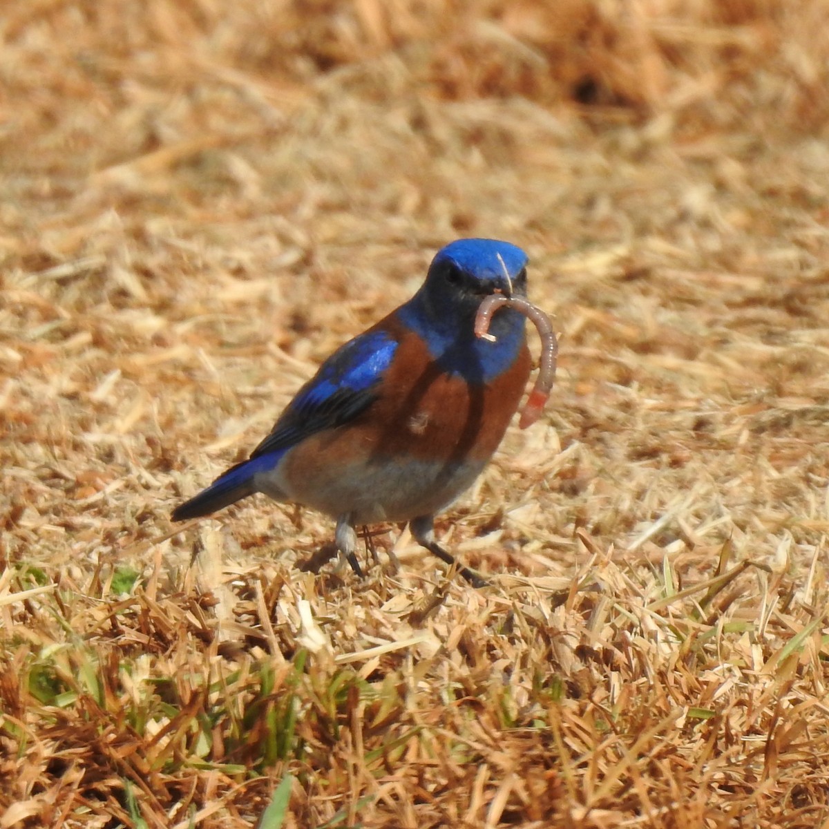 Western Bluebird - ML537693531