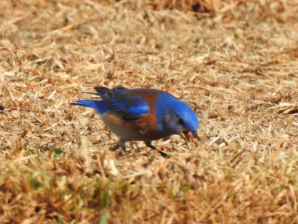 Western Bluebird - ML537693721