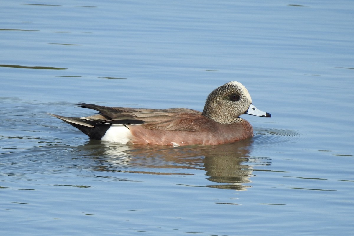 American Wigeon - ML537693891