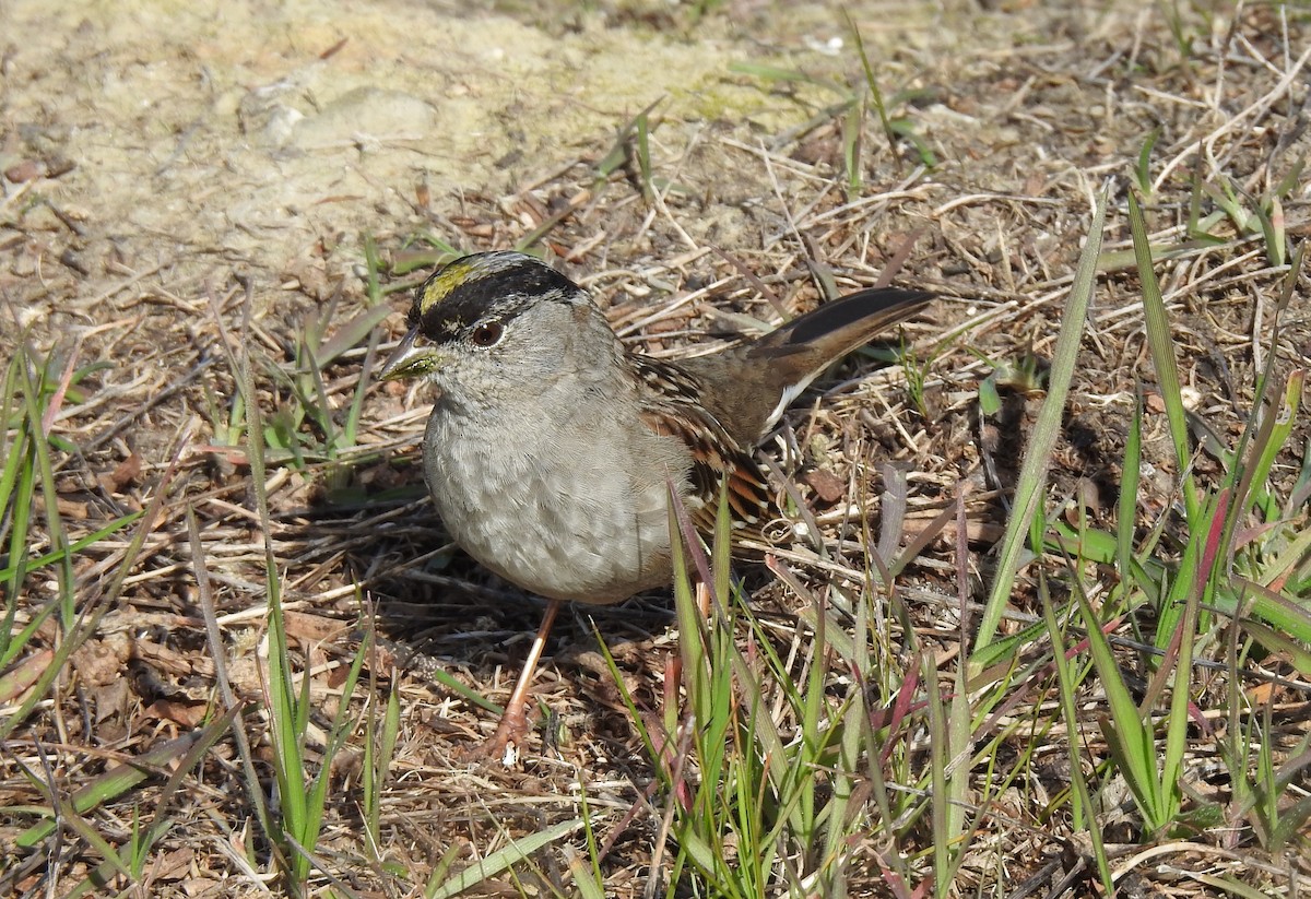 Golden-crowned Sparrow - ML537694781