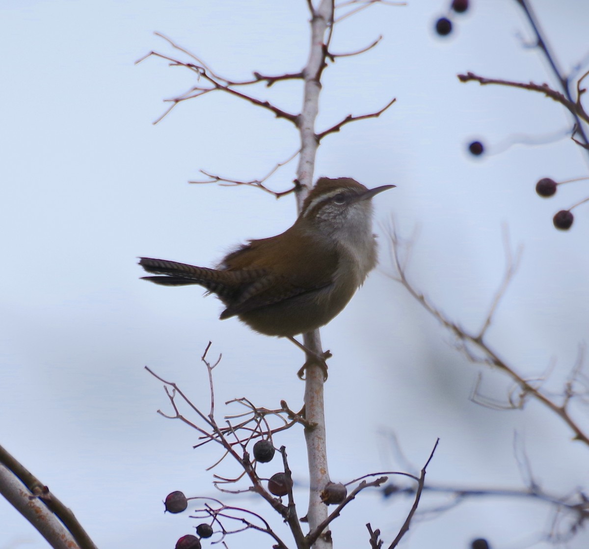 Bewick's Wren - ML537696861