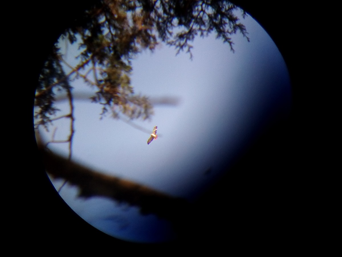 Swainson's Hawk - Edgardo Orozco Díaz