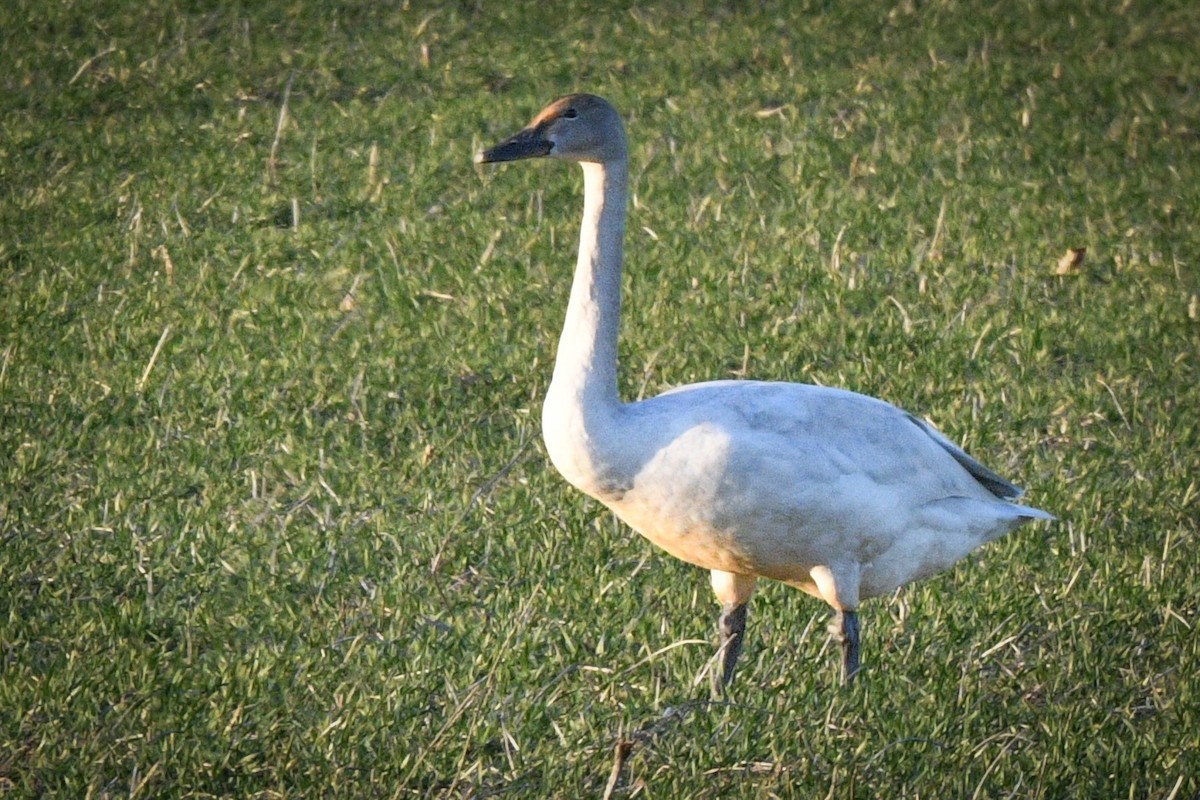 Cygne siffleur - ML537698481