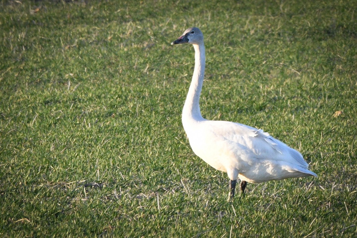 Cygne siffleur - ML537698491