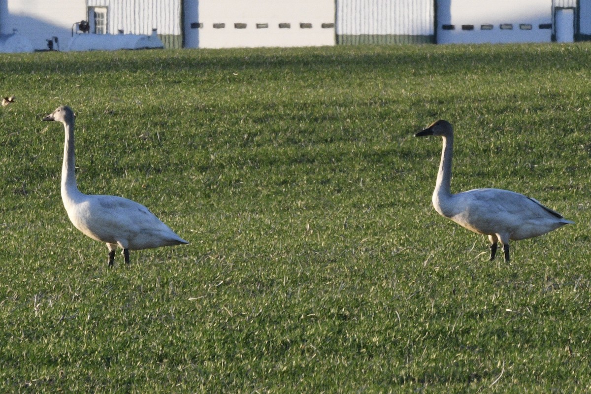 Cygne siffleur - ML537698501