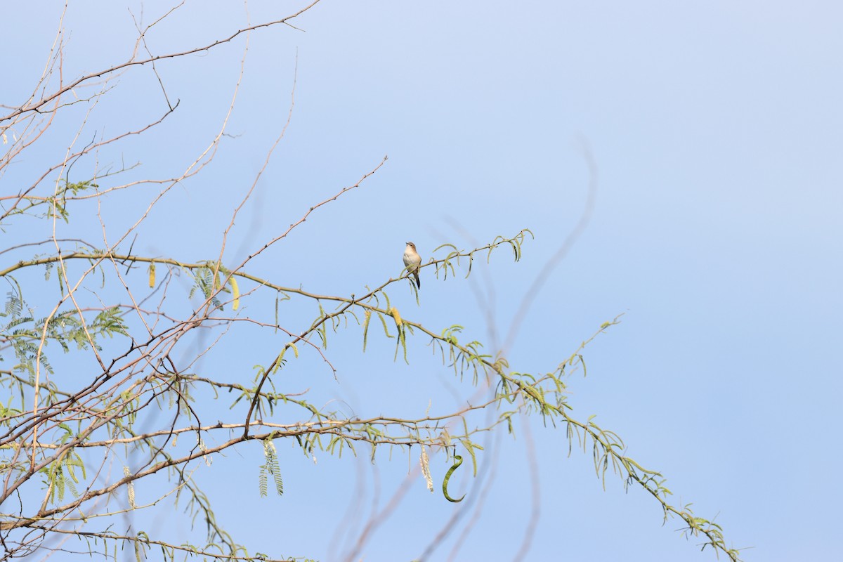 Indian Silverbill - ML537698731