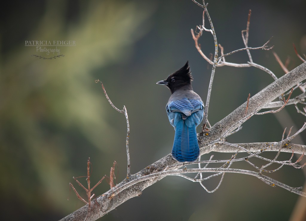 Steller's Jay - ML537699851