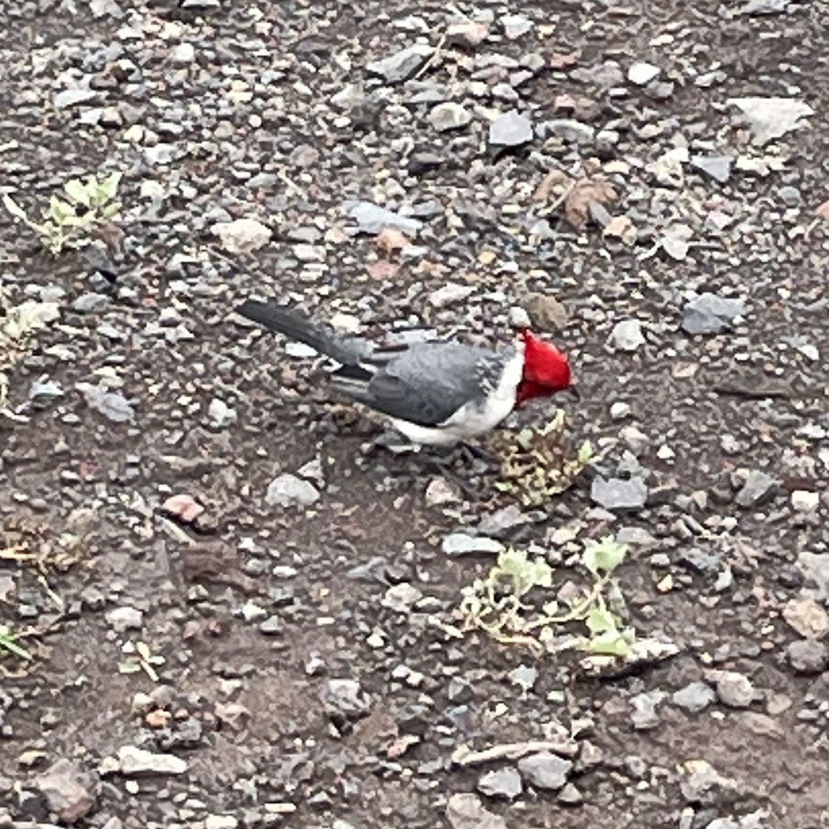 Red-crested Cardinal - ML537700231