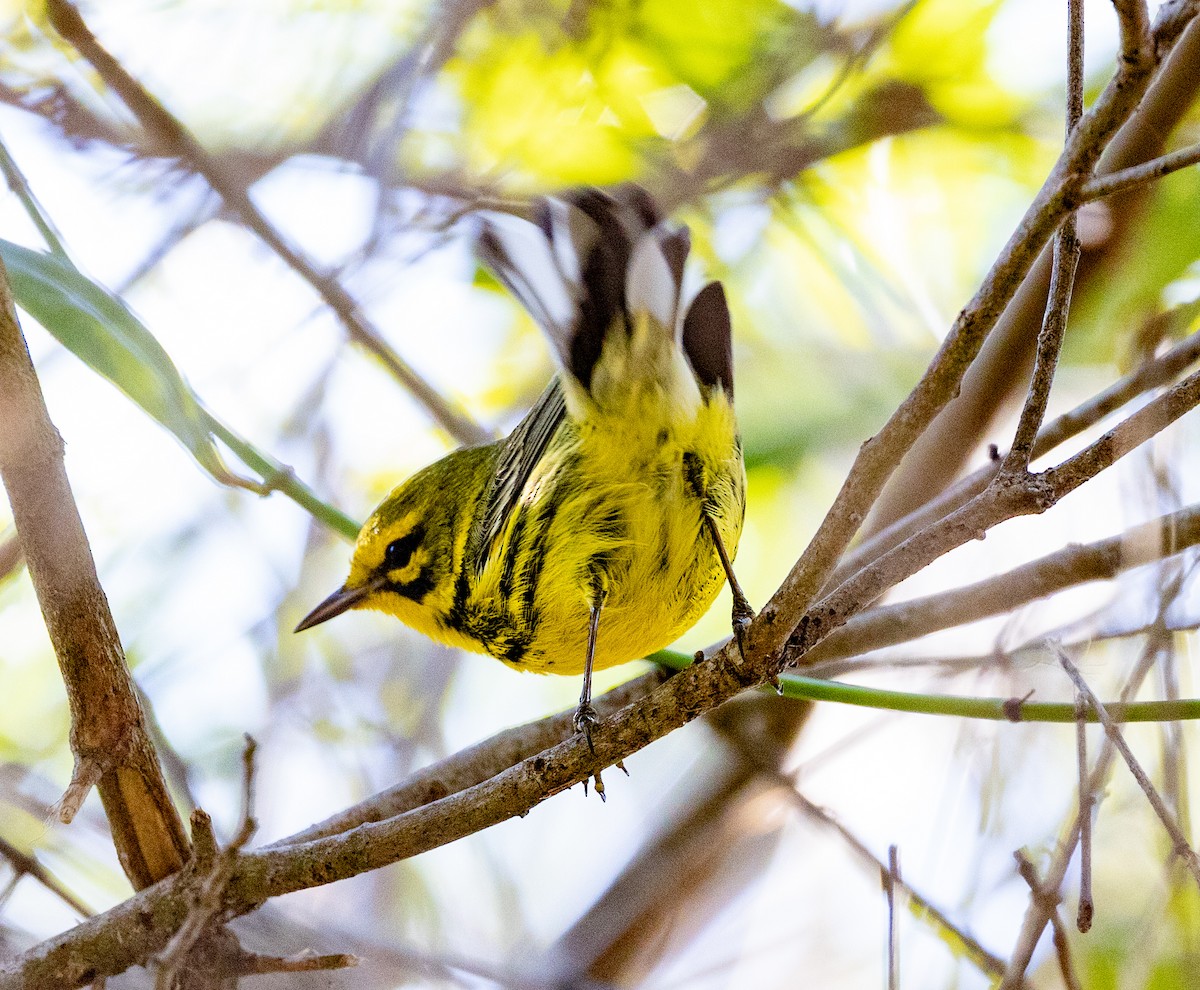 Prairie Warbler - ML537700441