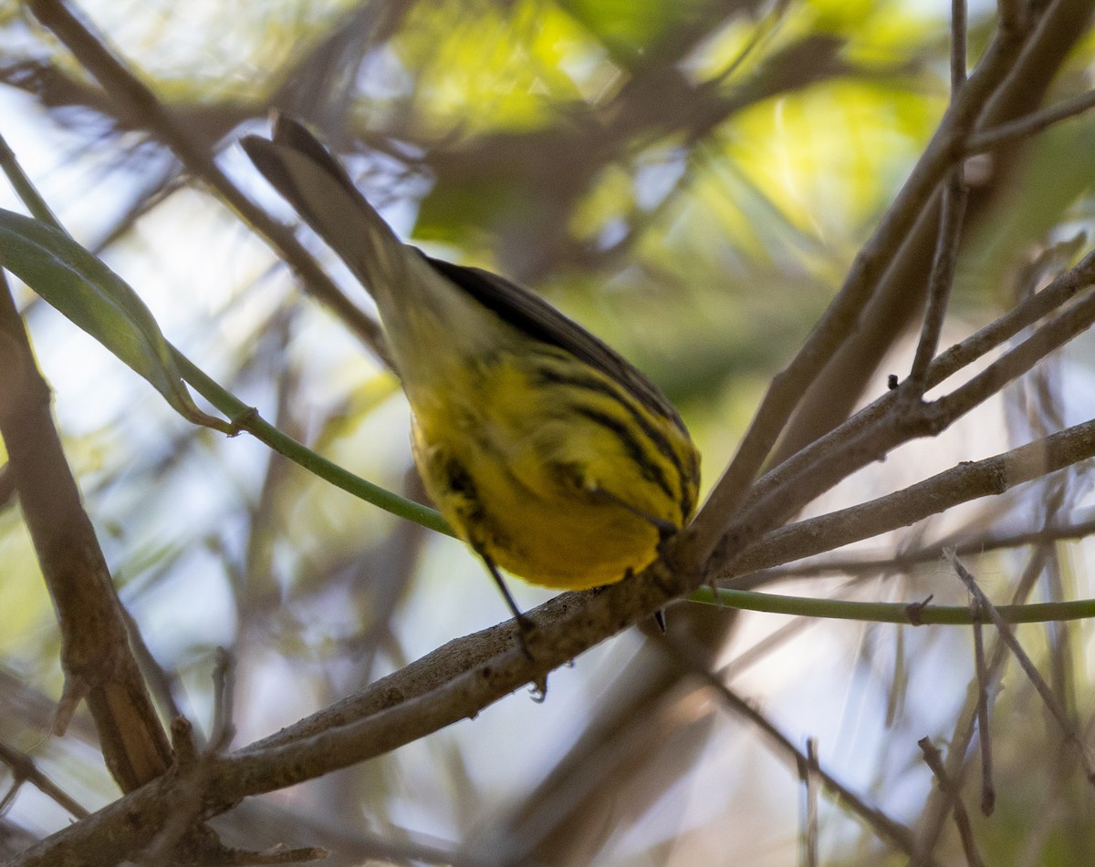 Prairie Warbler - ML537700451