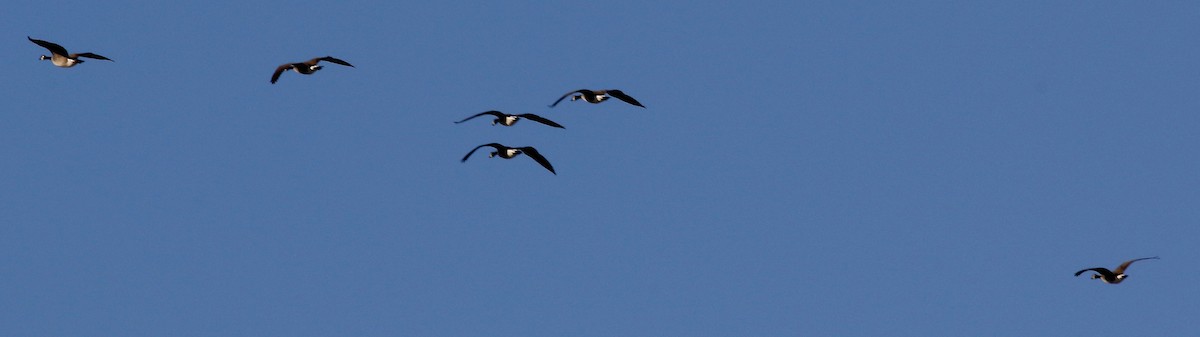 Canada Goose - ML537700481