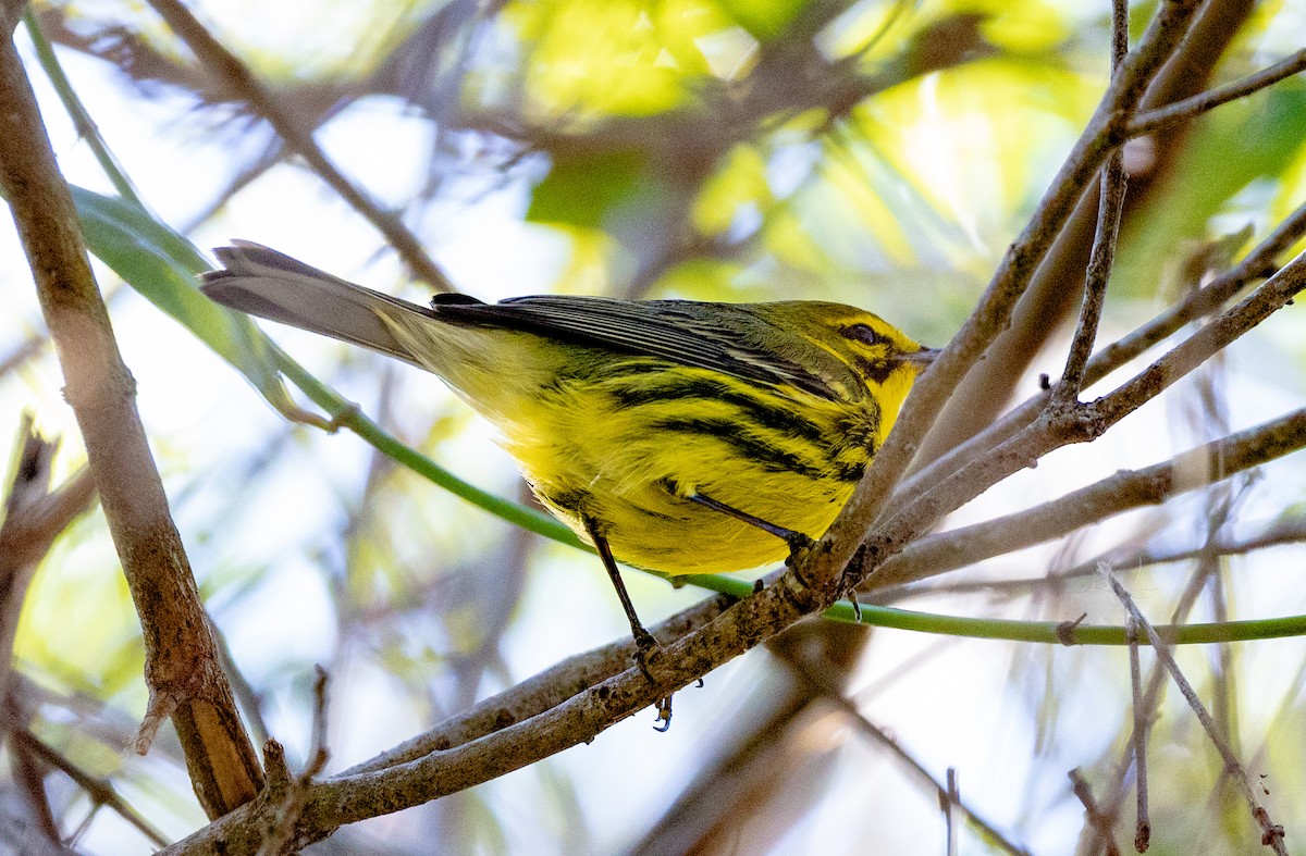 Prairie Warbler - Greg Harrington