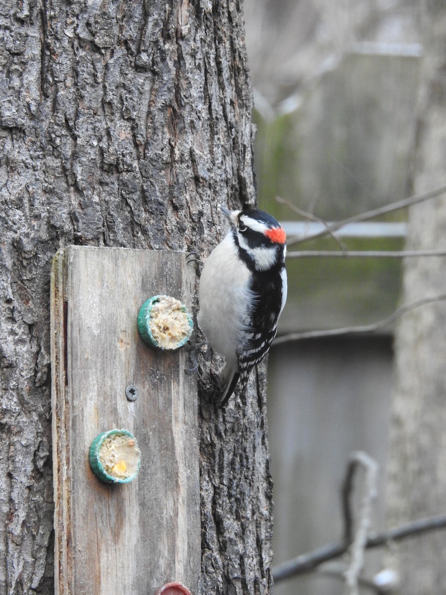 Downy Woodpecker - ML537701131