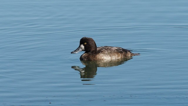 Lesser Scaup - ML537701181