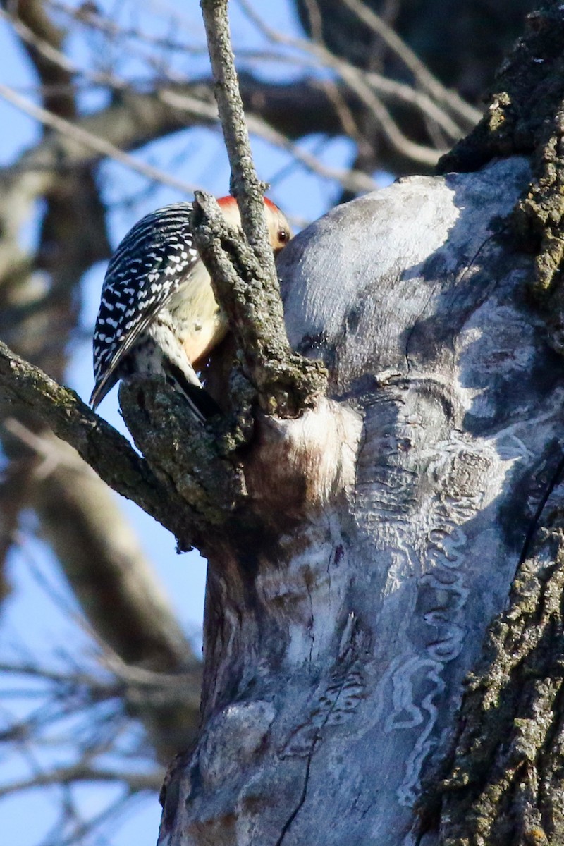 Red-bellied Woodpecker - ML537701481