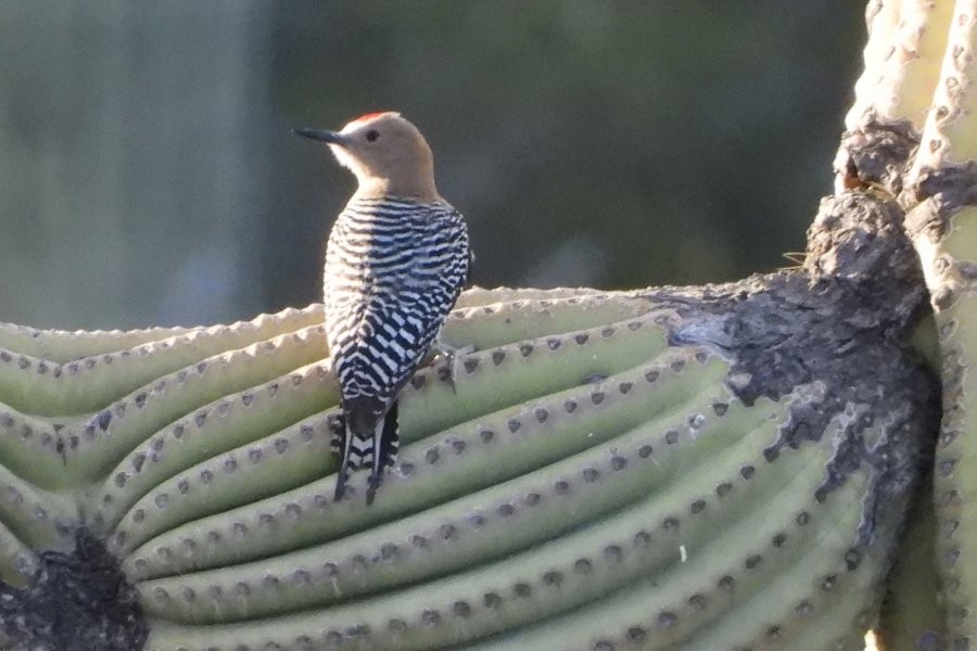 Carpintero de Gila - ML537702281