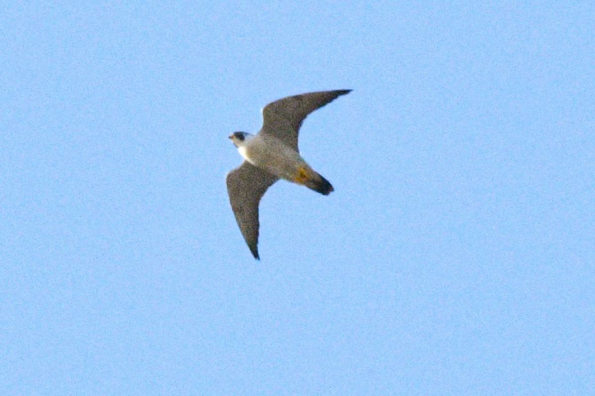 Peregrine Falcon - ML537702311