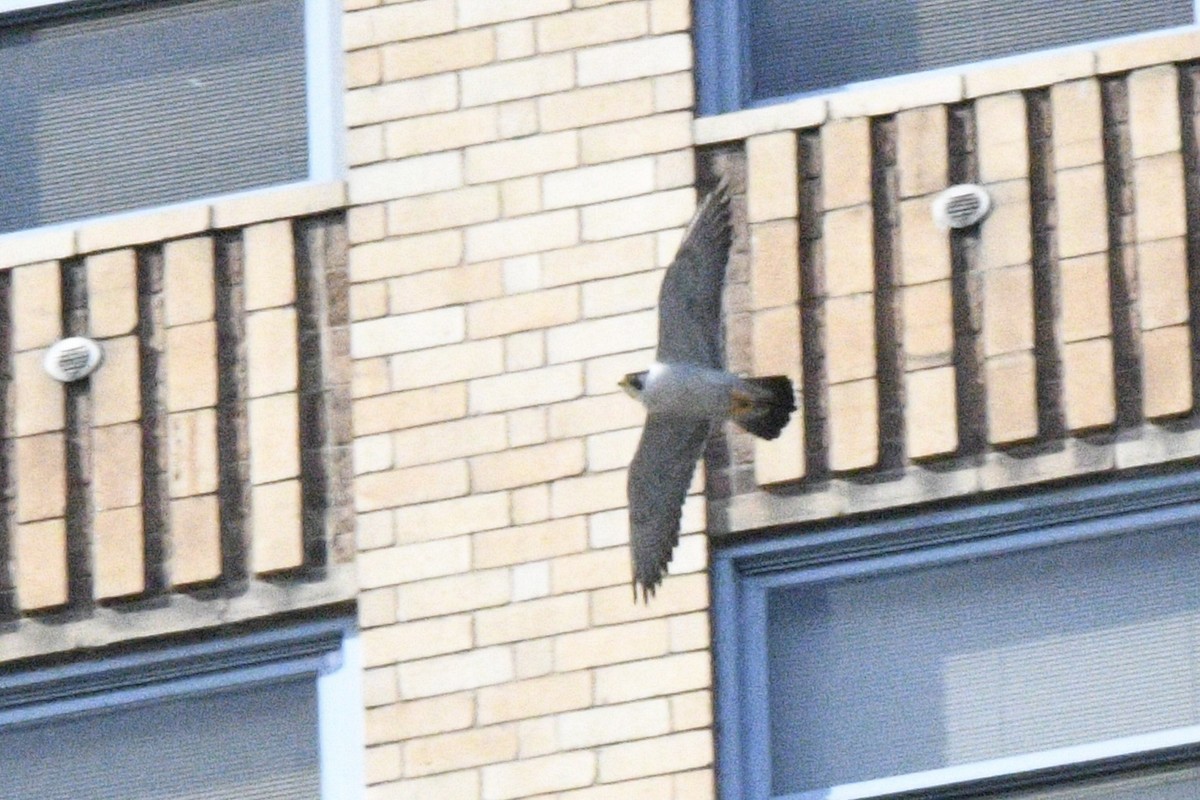 Peregrine Falcon - ML537702331