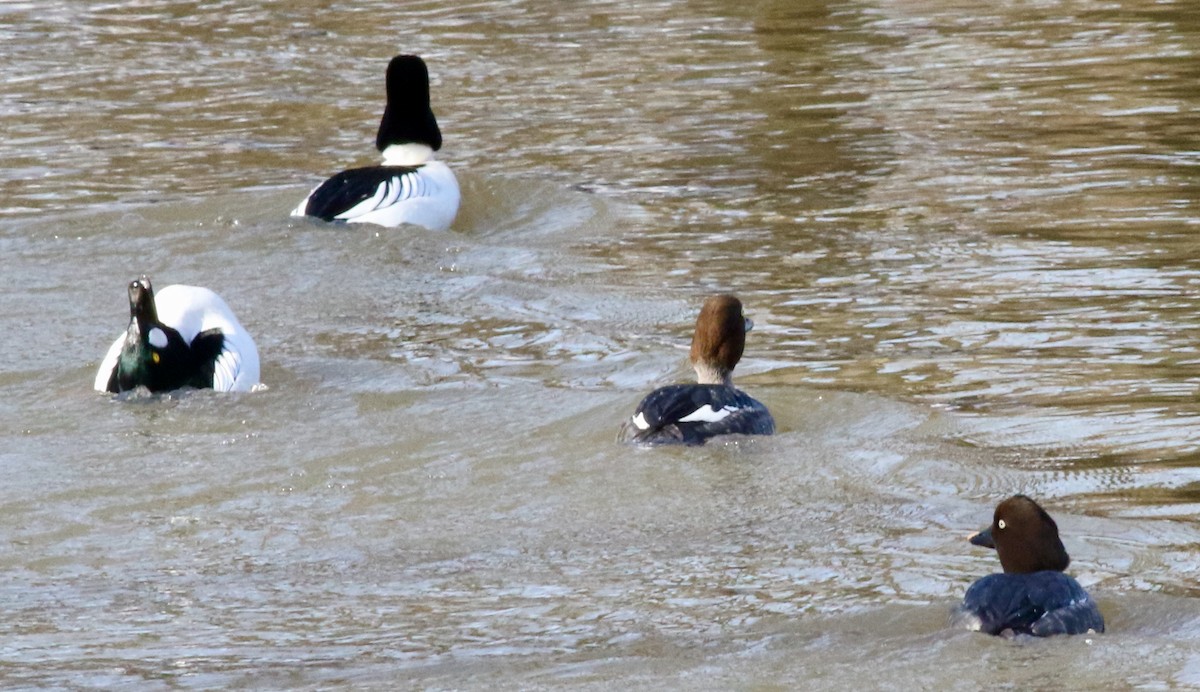 Common Goldeneye - ML537702481