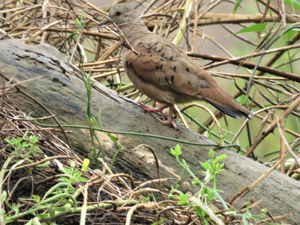 Ruddy Ground Dove - Alan Morris