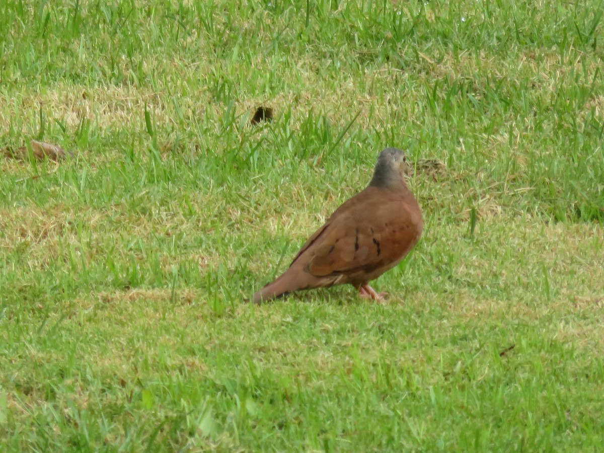 Ruddy Ground Dove - Alan Morris