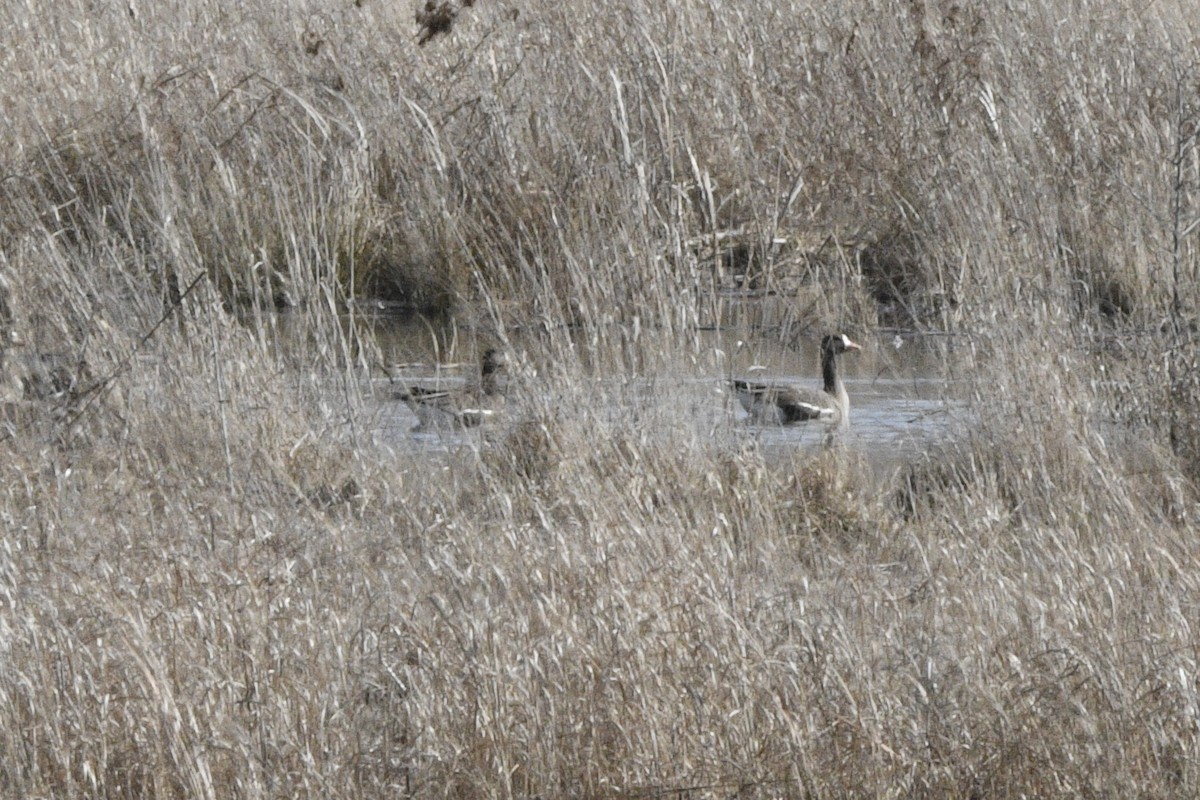 Greater White-fronted Goose - ML537703281