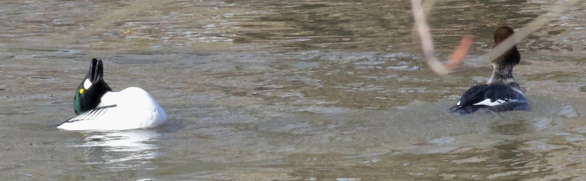 Common Goldeneye - ML537703301