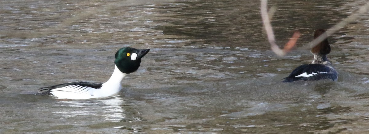 Common Goldeneye - ML537703331